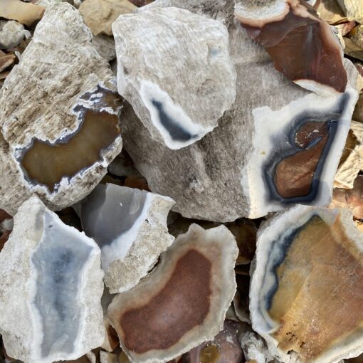 Florida Agatized Heat-Treated Coral