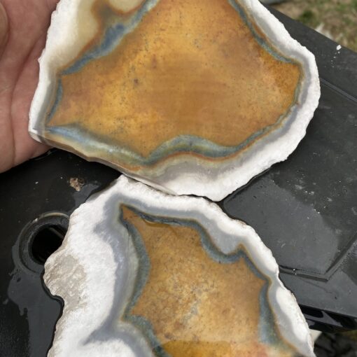 Heat Treated Florida Agatized Coral Cut Slab