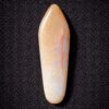 Florida Agatized Coral Pendant