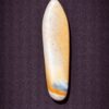 Florida Agatized Coral Pendant